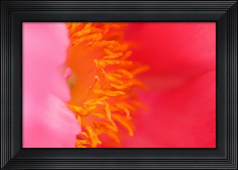 Framed Pink Peony Bloom 1 Print