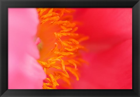 Framed Pink Peony Bloom 1 Print