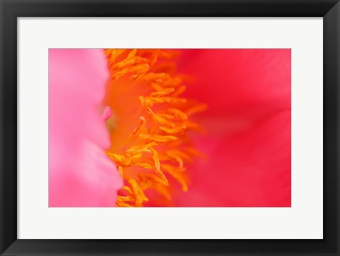 Framed Pink Peony Bloom 1 Print