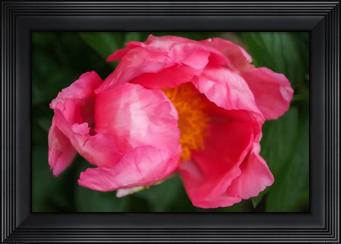 Framed Pink Peony Bloom 2 Print