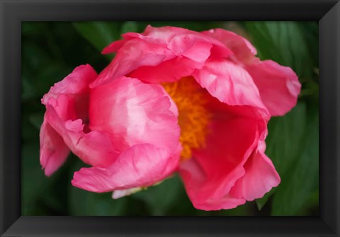 Framed Pink Peony Bloom 2 Print