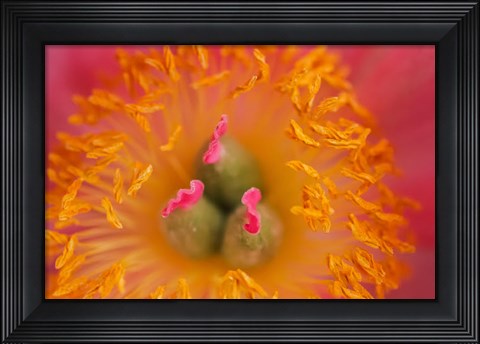 Framed Pink Peony Bloom 3 Print