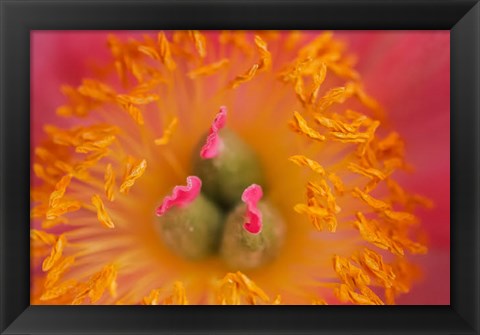 Framed Pink Peony Bloom 3 Print