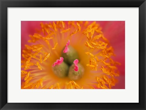 Framed Pink Peony Bloom 3 Print