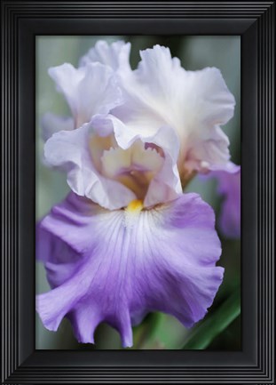 Framed Pale Lavender Bearded Iris Bloom Print