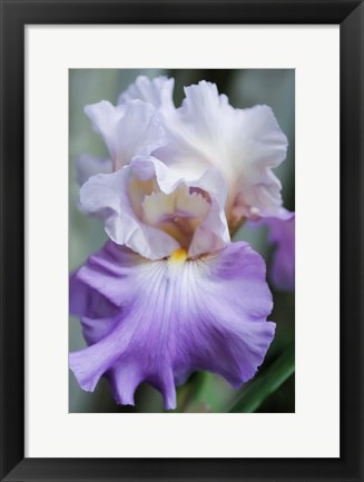 Framed Pale Lavender Bearded Iris Bloom Print