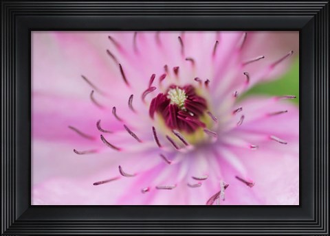 Framed Pale Pink Clematis Blossom 1 Print