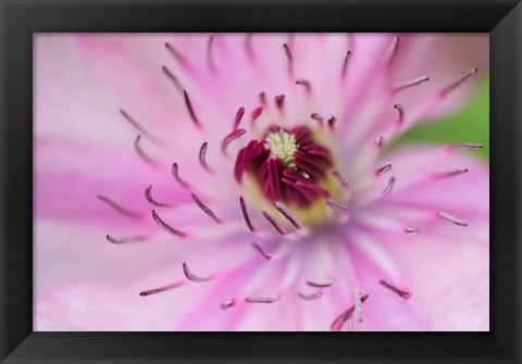 Framed Pale Pink Clematis Blossom 1 Print