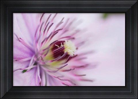 Framed Pale Pink Clematis Blossom 2 Print