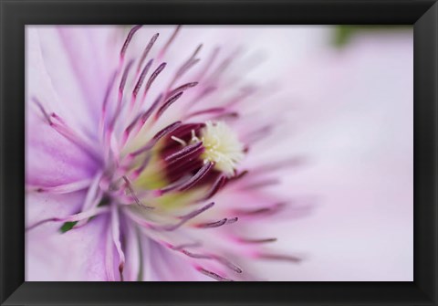 Framed Pale Pink Clematis Blossom 2 Print