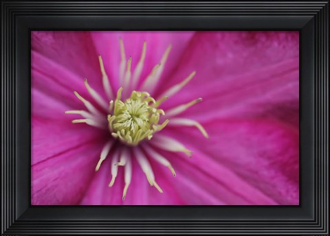 Framed Pale Pink Clematis Blossom 3 Print