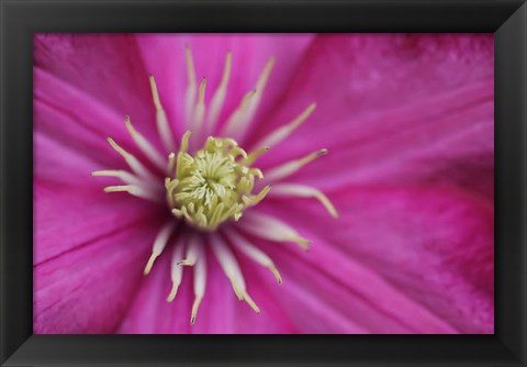 Framed Pale Pink Clematis Blossom 3 Print