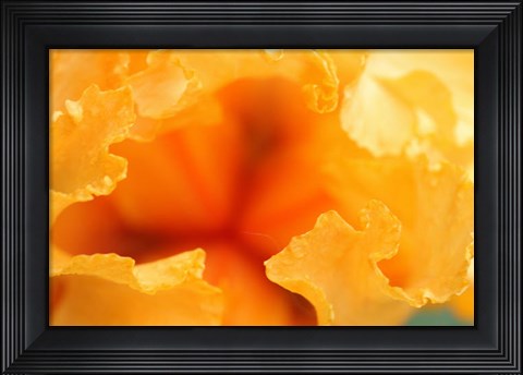 Framed Bearded Iris Flower Close-Up 1 Print