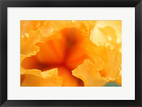 Framed Bearded Iris Flower Close-Up 1 Print