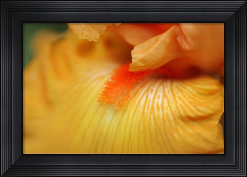 Framed Bearded Iris Flower Close-Up 2 Print
