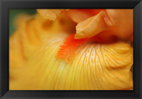 Framed Bearded Iris Flower Close-Up 2 Print