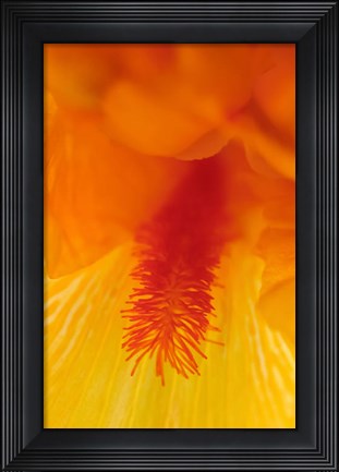 Framed Bearded Iris Flower Close-Up 3 Print
