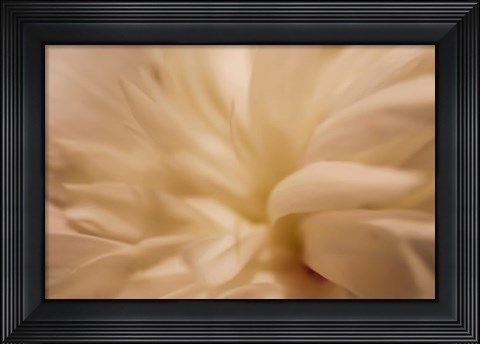 Framed White Peony 1 Print