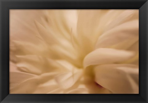 Framed White Peony 1 Print