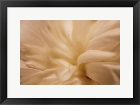 Framed White Peony 1 Print