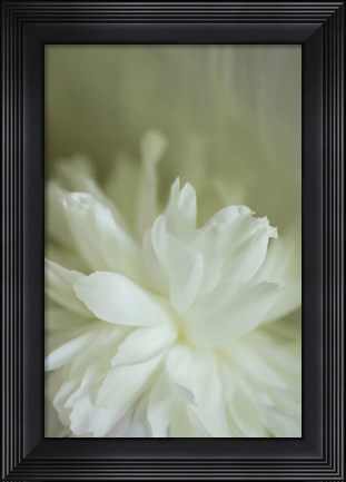 Framed White Peony 2 Print