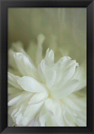 Framed White Peony 2 Print