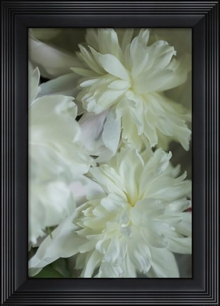 Framed White Peony 3 Print