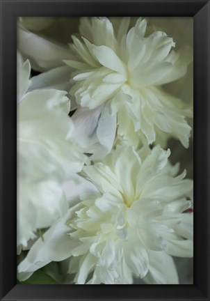 Framed White Peony 3 Print