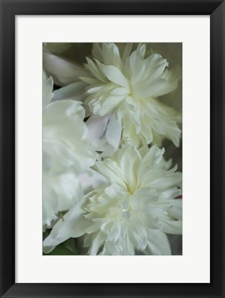 Framed White Peony 3 Print