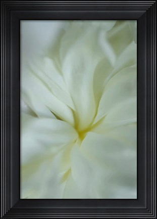 Framed White Peony 4 Print