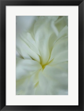 Framed White Peony 4 Print