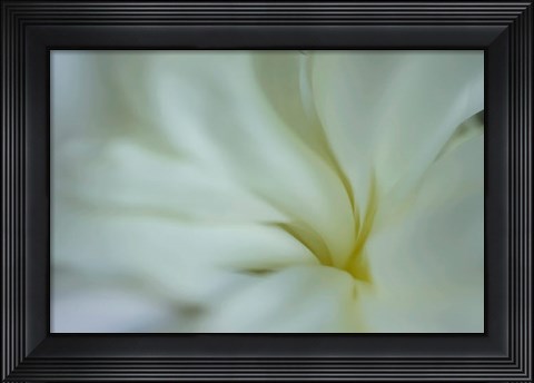 Framed White Peony 5 Print