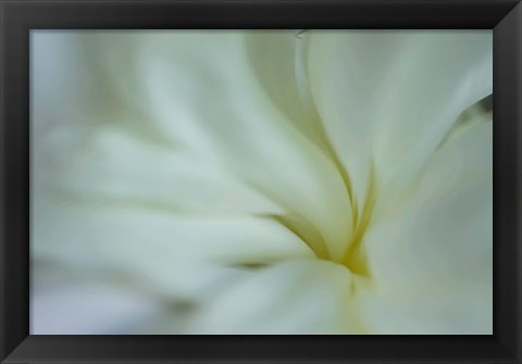 Framed White Peony 5 Print