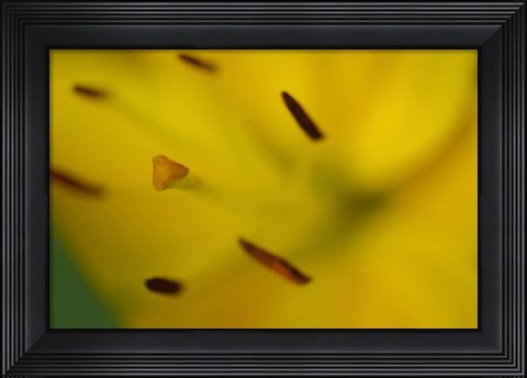 Framed Yellow Daylily Flower Close-Up 1 Print
