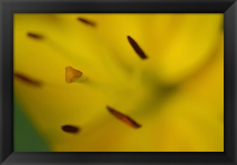 Framed Yellow Daylily Flower Close-Up 1 Print