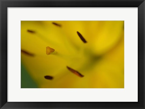 Framed Yellow Daylily Flower Close-Up 1 Print