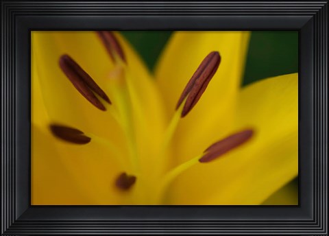 Framed Yellow Daylily Flower Close-Up 2 Print