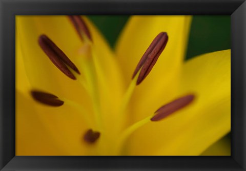 Framed Yellow Daylily Flower Close-Up 2 Print