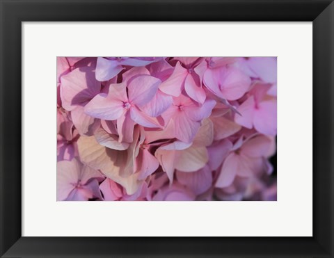 Framed Pink Hydrangea Blossom 1 Print