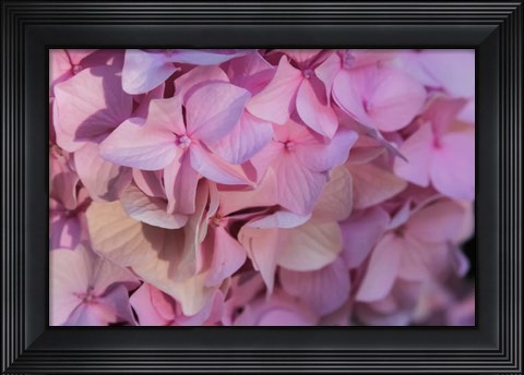 Framed Pink Hydrangea Blossom 1 Print
