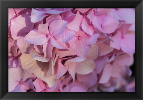 Framed Pink Hydrangea Blossom 1 Print