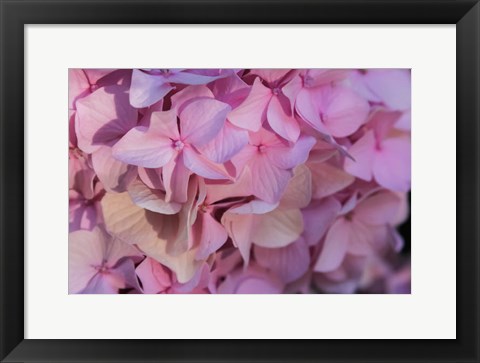 Framed Pink Hydrangea Blossom 1 Print