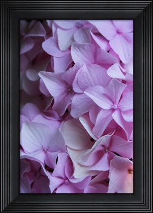 Framed Pink Hydrangea Blossom 2 Print