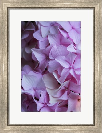 Framed Pink Hydrangea Blossom 2 Print