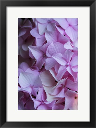 Framed Pink Hydrangea Blossom 2 Print