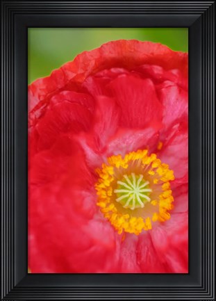 Framed Red Poppy Flower Print