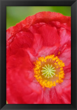 Framed Red Poppy Flower Print