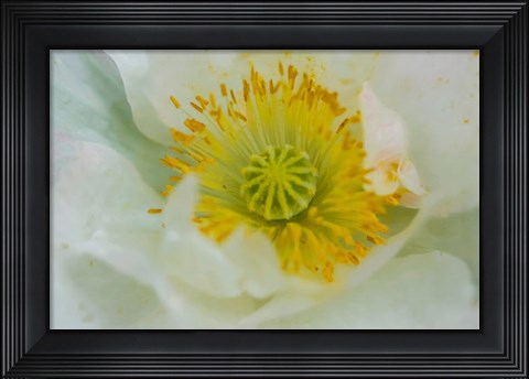 Framed Garden Poppy Print