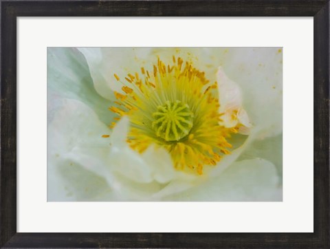 Framed Garden Poppy Print