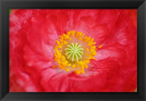 Framed Red Poppy Flower Print